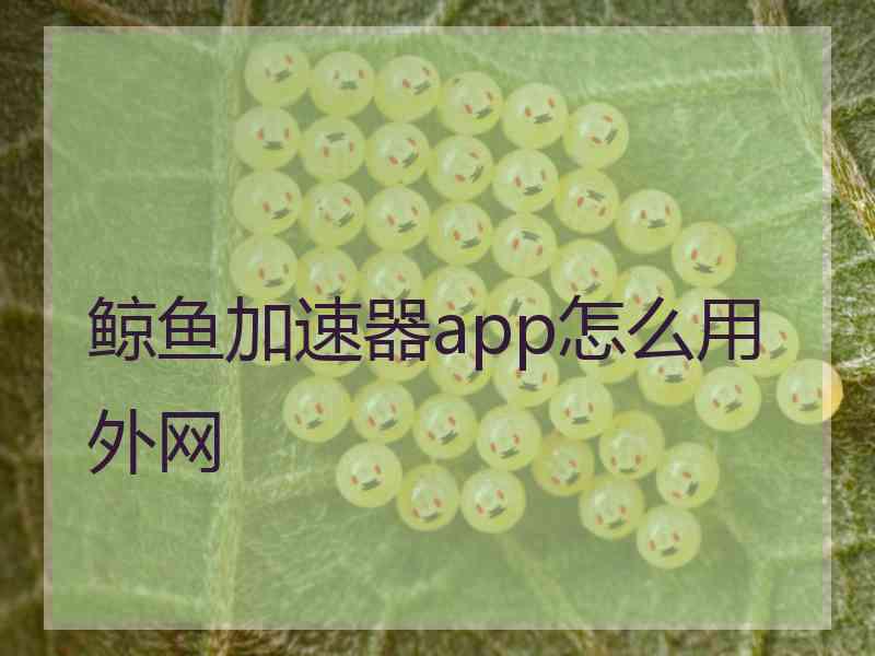 鲸鱼加速器app怎么用外网