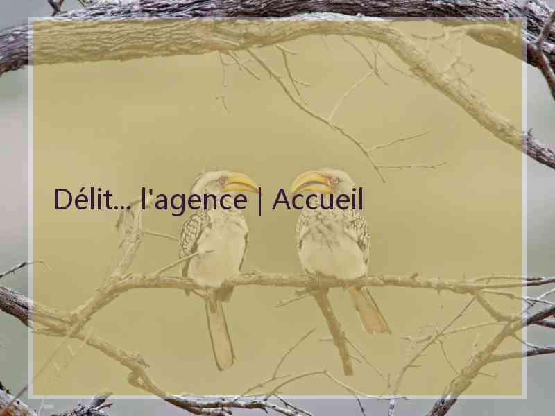 Délit... l'agence | Accueil