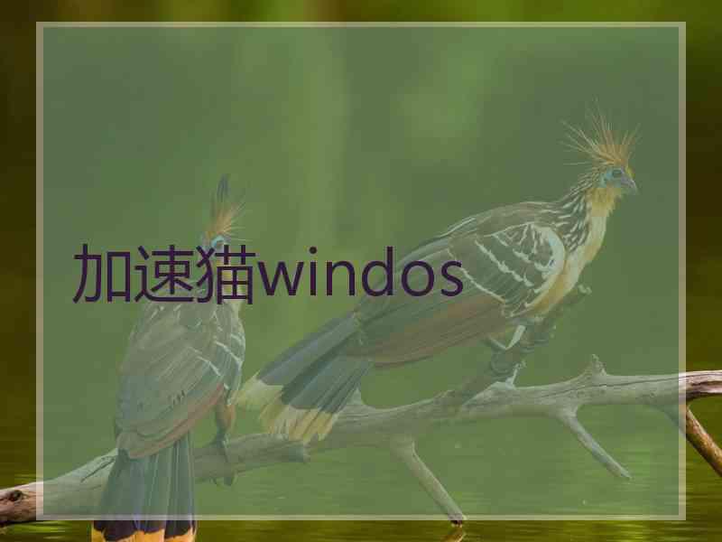 加速猫windos